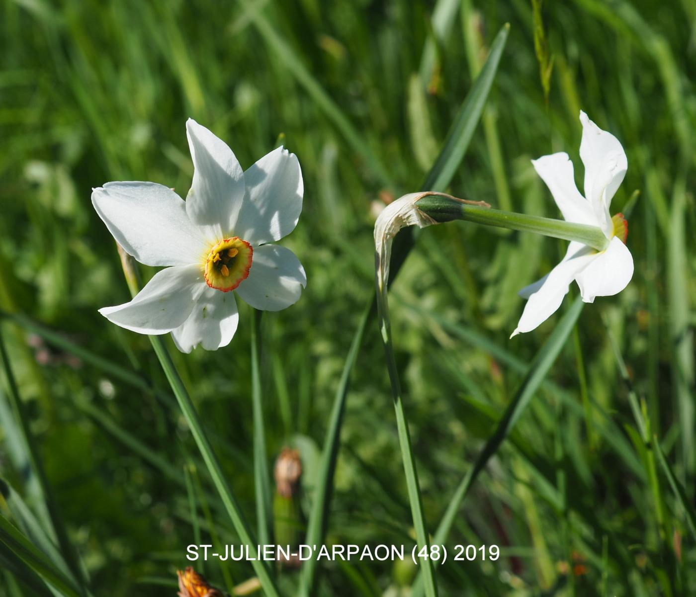 Narcissus, Pheasant's eye flower